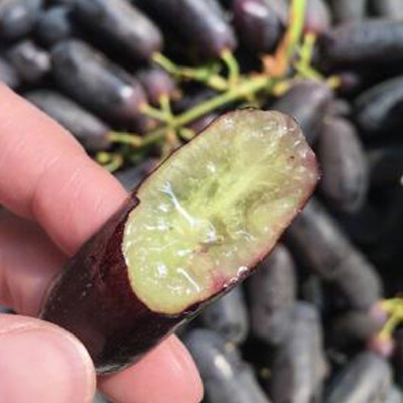 甜蜜蓝宝石葡萄树苗南方北方种植盆栽爬藤特大当年结果