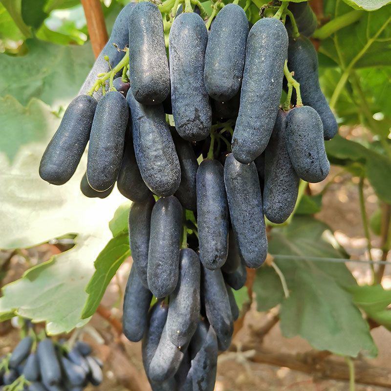 甜蜜蓝宝石葡萄树苗南方北方种植盆栽爬藤特大当年结果