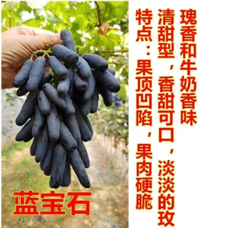 甜蜜蓝宝石葡萄树苗南方北方种植盆栽爬藤特大当年结果