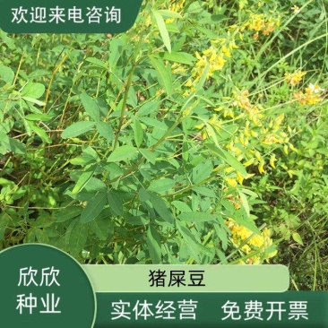 灌木猪屎豆种子四季易活灌木猪屎豆矿山护坡绿化园林造景草籽