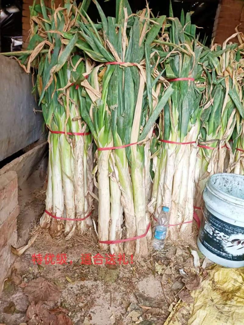 精品长白大葱大葱大量供应可视频看货欢迎来电采购