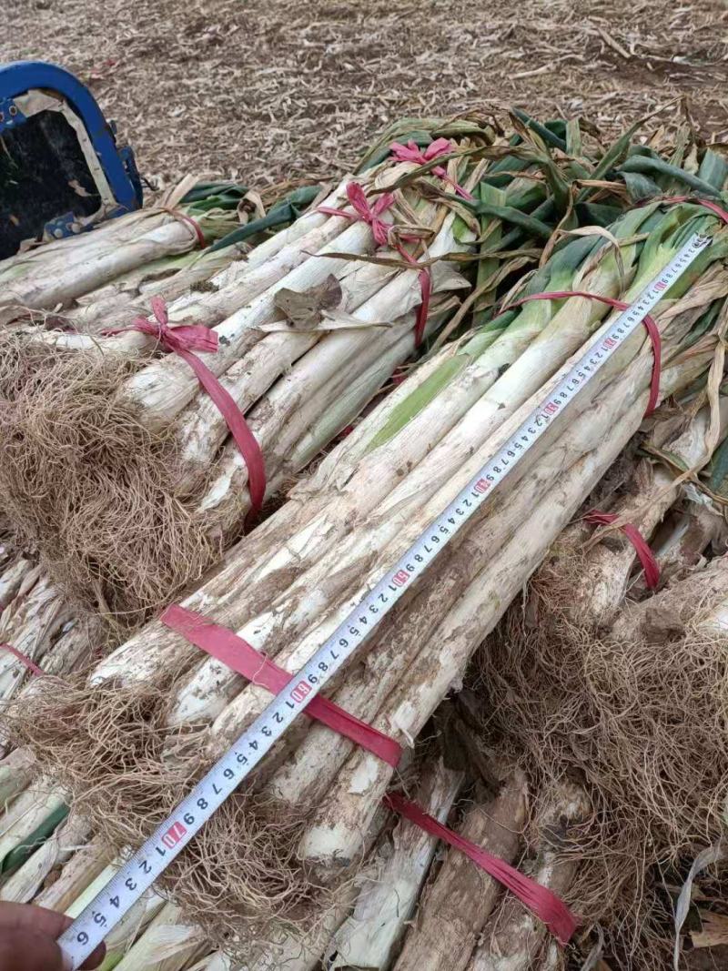 精品长白大葱大葱大量供应可视频看货欢迎来电采购