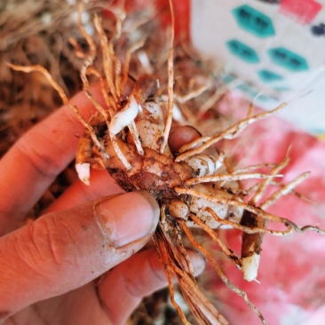 紫花白芨苗