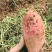 商薯19商品薯，3两起步无虫眼无疤，30万斤