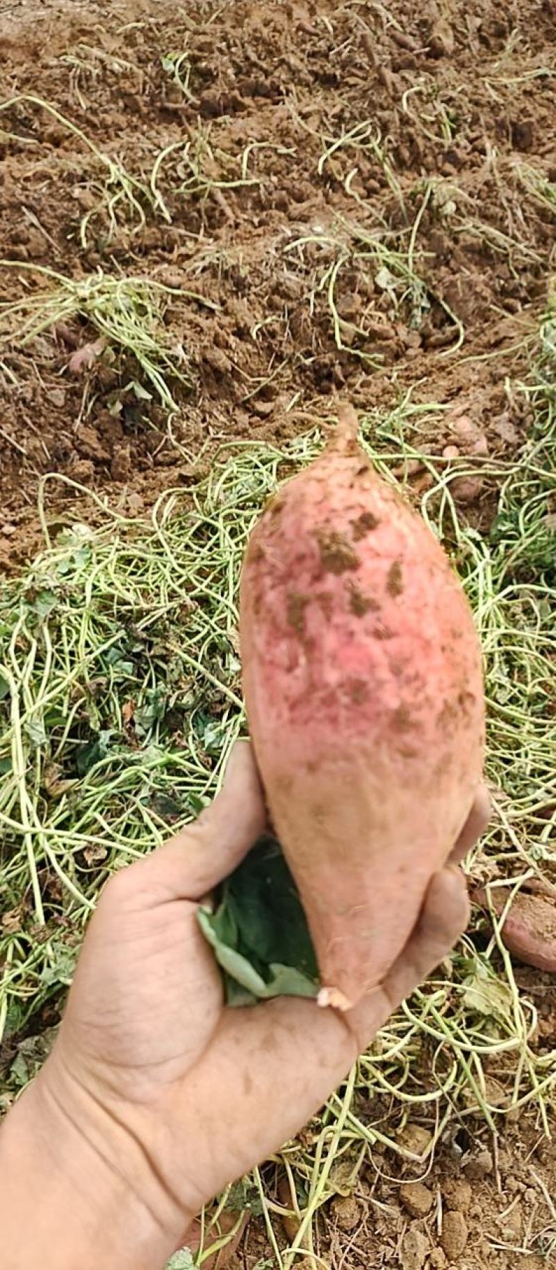 商薯19商品薯，3两起步无虫眼无疤，30万斤