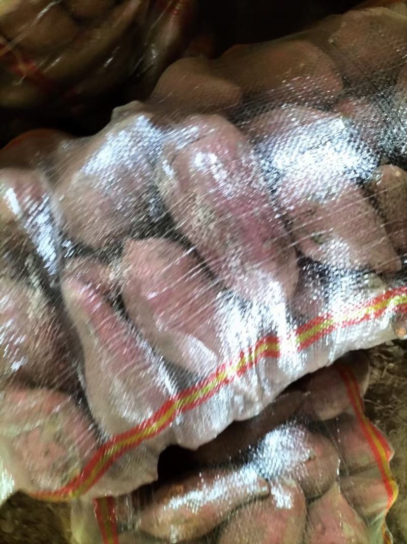 商薯19商品薯，3两起步无虫眼无疤，30万斤