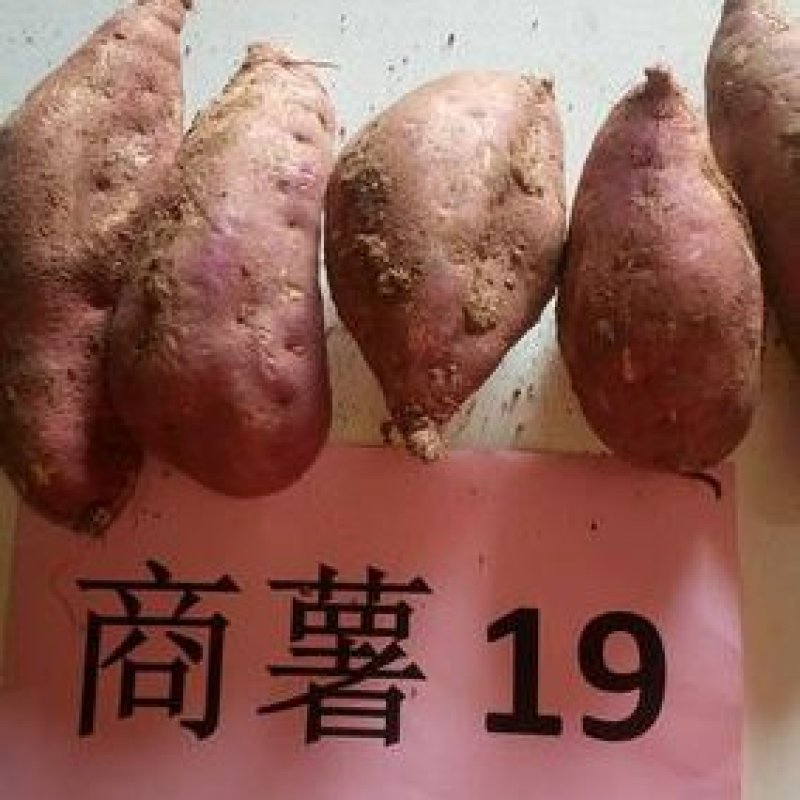 商薯19商品薯，3两起步无虫眼无疤，30万斤