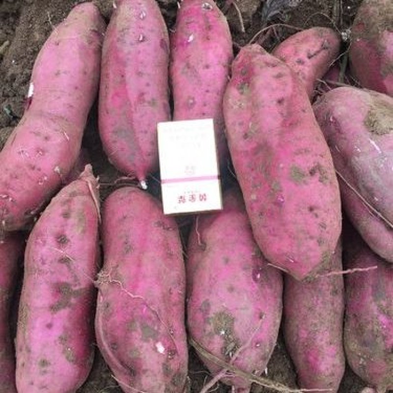 商薯19商品薯，3两起步无虫眼无疤，30万斤