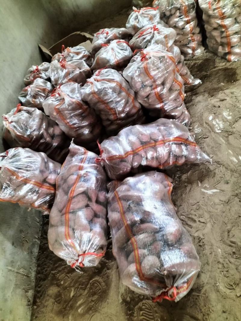 商薯19商品薯，3两起步无虫眼无疤，30万斤