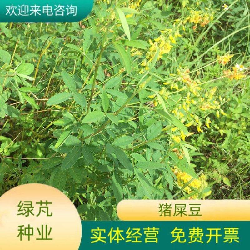 新采猪屎豆种子太阳麻种子椭圆叶猪屎豆三圆叶猪屎豆护种子
