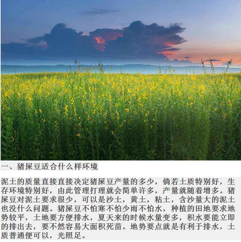 新采猪屎豆种子太阳麻种子椭圆叶猪屎豆三圆叶猪屎豆护种子