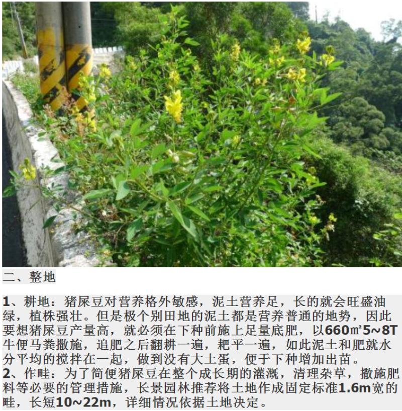新采猪屎豆种子太阳麻种子椭圆叶猪屎豆三圆叶猪屎豆护种子