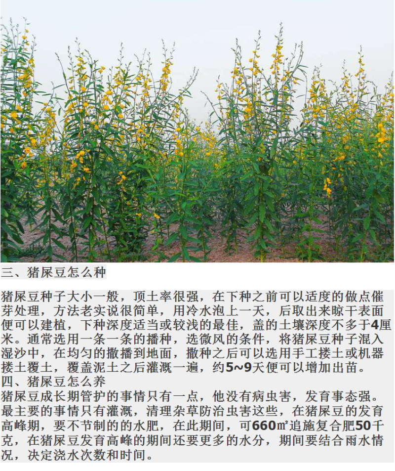 新采猪屎豆种子太阳麻种子椭圆叶猪屎豆三圆叶猪屎豆护种子