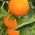 【精】纽荷尔脐橙长红圆红量常优常年供货价格优惠欢迎
