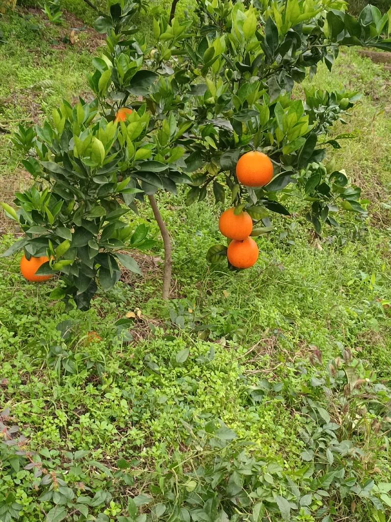 【精】纽荷尔脐橙长红圆红量常优常年供货价格优惠欢迎