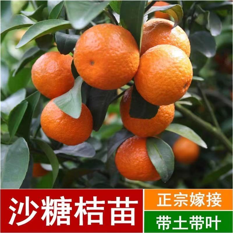 【新品种】无核沃柑苗无籽砂糖桔苗柑橘苗南方种植当年结果