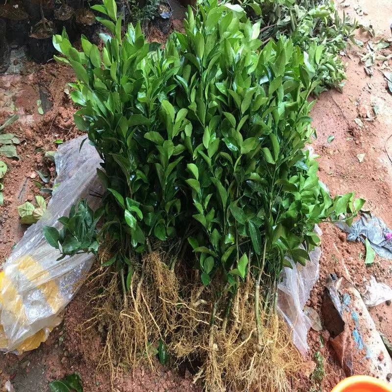 【新品种】无核沃柑苗无籽砂糖桔苗柑橘苗南方种植当年结果