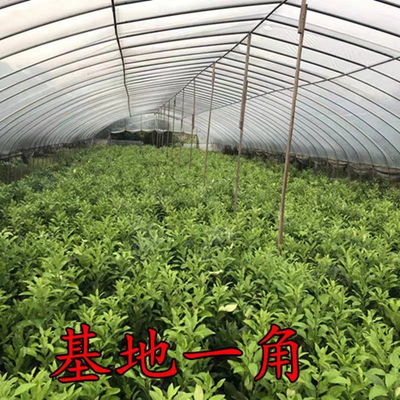 【新品种】无核沃柑苗无籽砂糖桔苗柑橘苗南方种植当年结果
