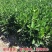 【新品种】无核沃柑苗无籽砂糖桔苗柑橘苗南方种植当年结果