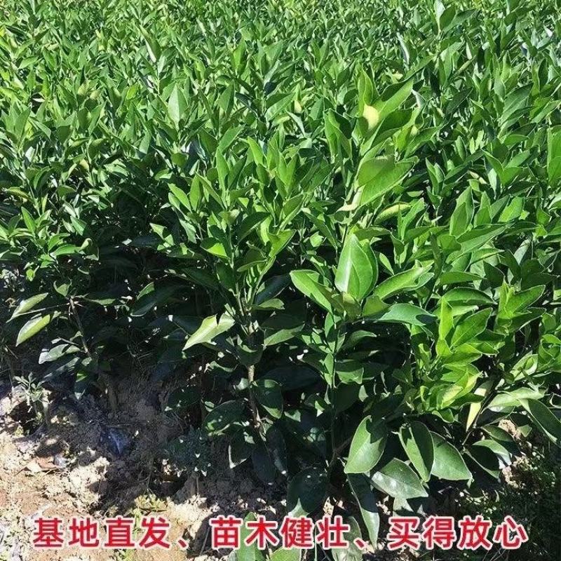 【新品种】无核沃柑苗无籽砂糖桔苗柑橘苗南方种植当年结果