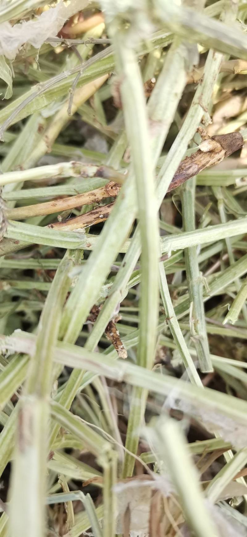 花生秧小草