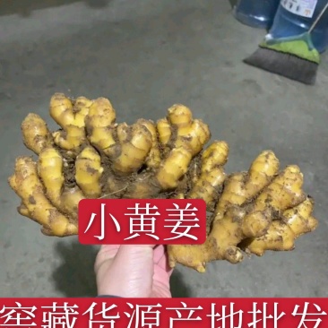 推荐-湖北小黄姜种植基地一手货源批发《代存小黄姜》