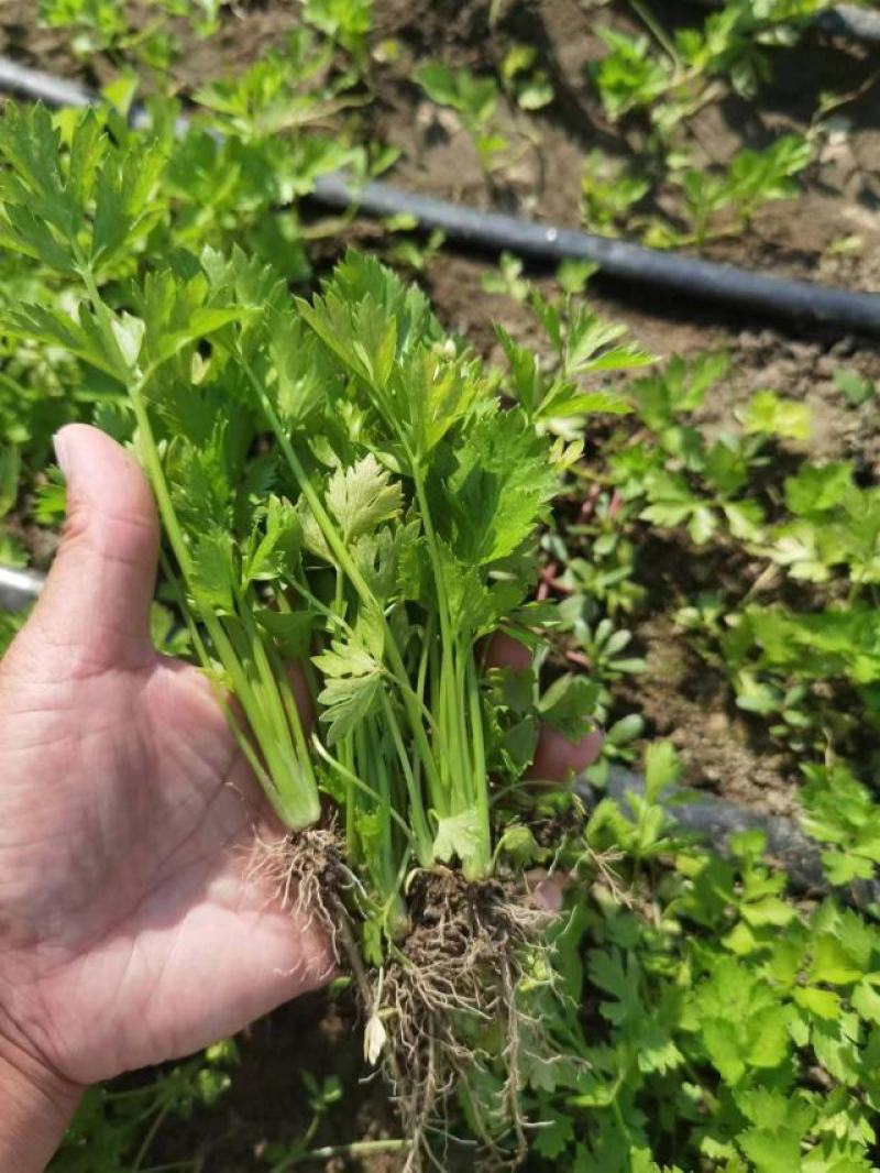 西芹苗芹菜苗穴盘芹菜苗美国西芹文图拉芹菜苗