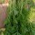 西芹苗芹菜苗穴盘芹菜苗美国西芹文图拉芹菜苗