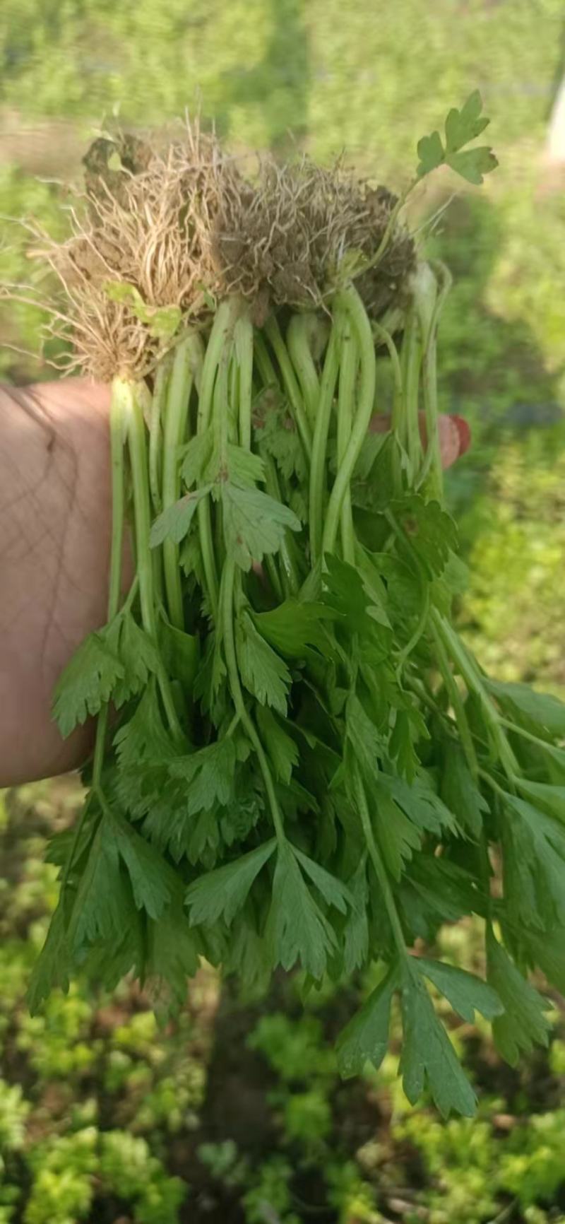 西芹苗芹菜苗穴盘芹菜苗美国西芹文图拉芹菜苗
