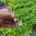 西芹苗芹菜苗穴盘芹菜苗美国西芹文图拉芹菜苗