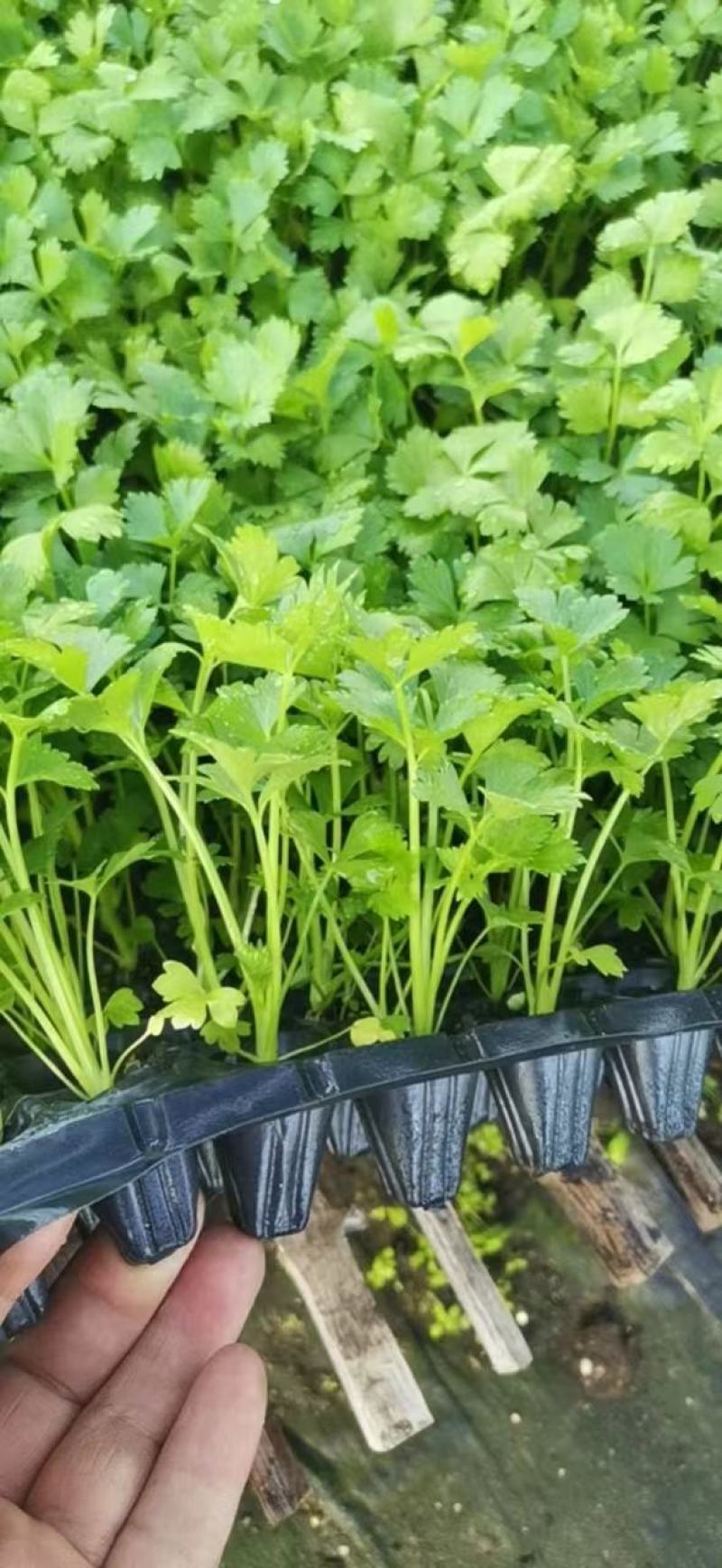 西芹苗芹菜苗穴盘芹菜苗美国西芹文图拉芹菜苗