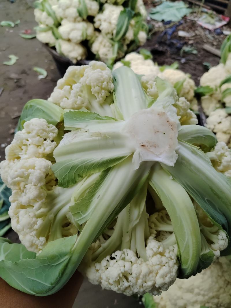 菜花