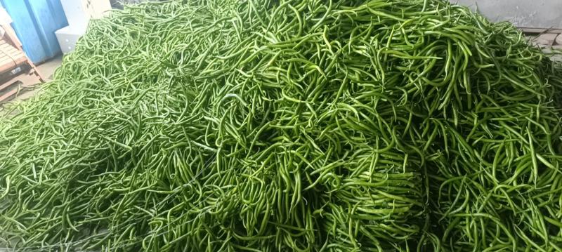 会龙精品新苗青线二荆条大量上市现摘现发供商超市场