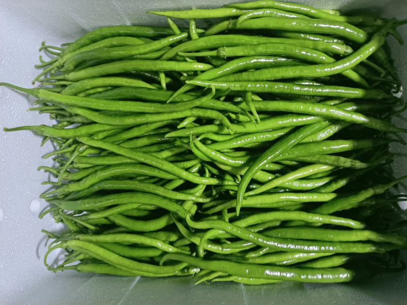会龙精品新苗青线二荆条大量上市现摘现发供商超市场