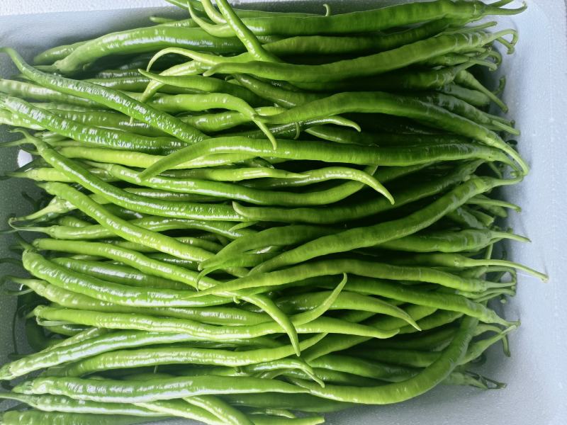会龙精品新苗青线二荆条大量上市现摘现发供商超市场