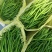 会龙精品新苗青线二荆条大量上市现摘现发供商超市场