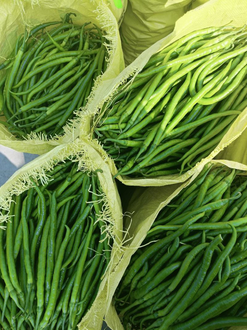 会龙精品新苗青线二荆条大量上市现摘现发供商超市场