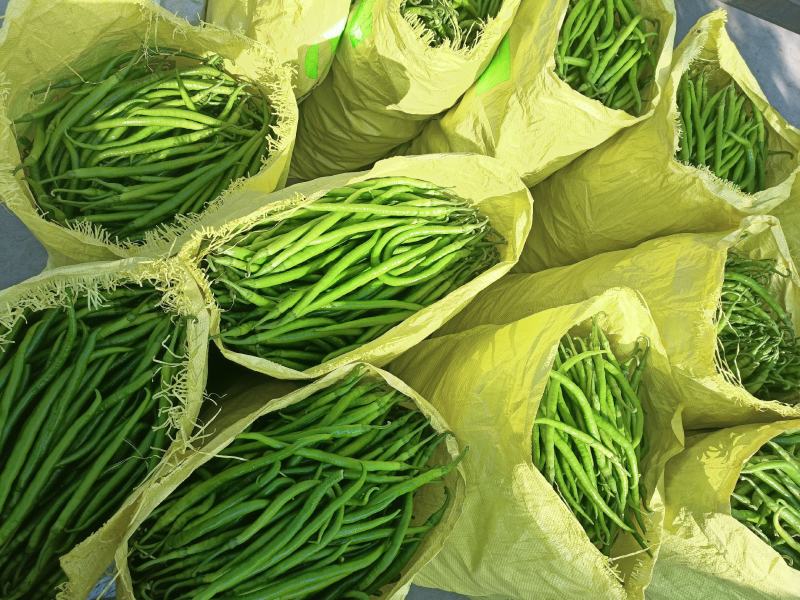 会龙精品新苗青线二荆条大量上市现摘现发供商超市场
