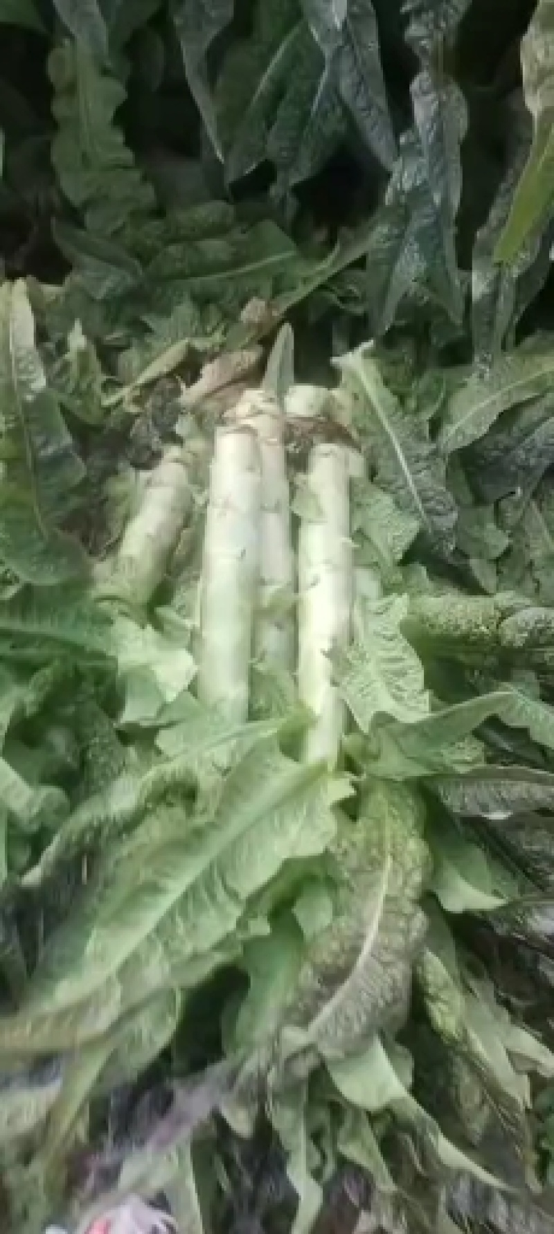 精品莴苣