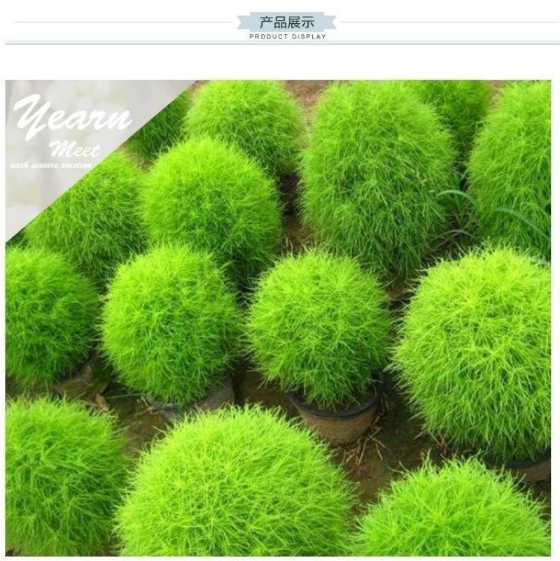 红地肤草种子扫帚菜种子四季花海花坛庭院盆栽草坪花草籽