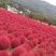 红地肤草种子扫帚菜种子四季花海花坛庭院盆栽草坪花草籽