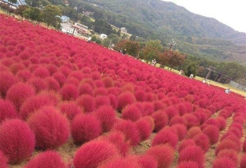 红地肤草种子扫帚菜种子四季花海花坛庭院盆栽草坪花草籽
