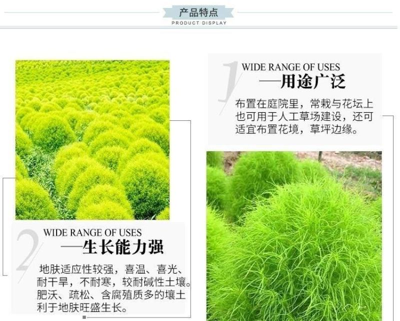 红地肤草种子扫帚菜种子四季花海花坛庭院盆栽草坪花草籽