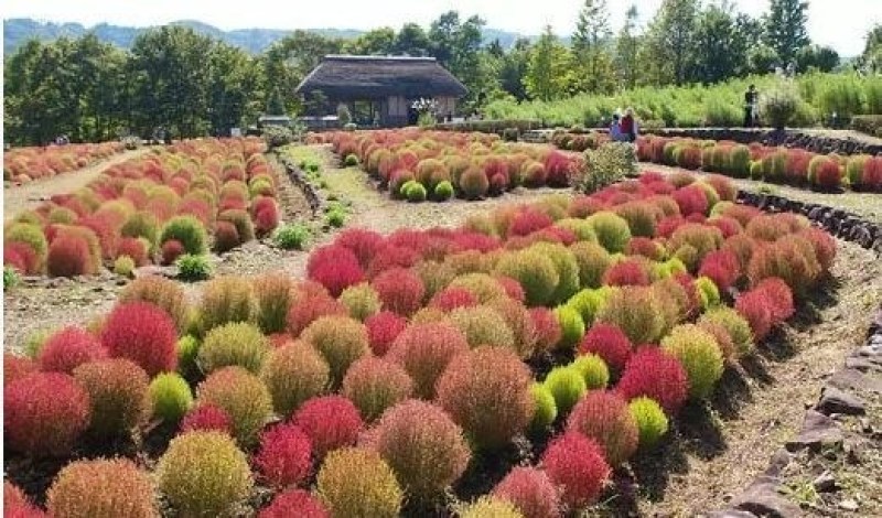 红地肤草种子扫帚菜种子四季花海花坛庭院盆栽草坪花草籽