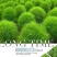 红地肤草种子扫帚菜种子四季花海花坛庭院盆栽草坪花草籽