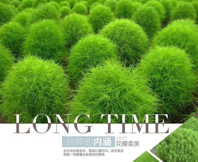 红地肤草种子扫帚菜种子四季花海花坛庭院盆栽草坪花草籽