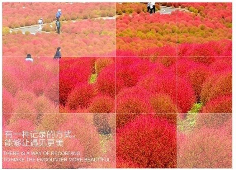 红地肤草种子扫帚菜种子四季花海花坛庭院盆栽草坪花草籽