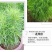 红地肤草种子扫帚菜种子四季花海花坛庭院盆栽草坪花草籽