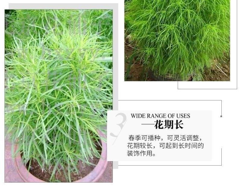 红地肤草种子扫帚菜种子四季花海花坛庭院盆栽草坪花草籽
