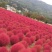 红地肤草种子扫帚菜种子四季花海花坛庭院盆栽草坪花草籽